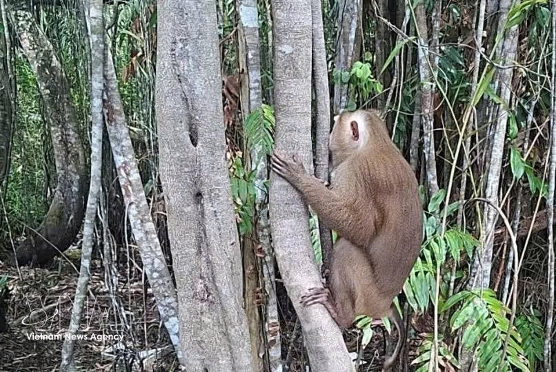 endangered rhesus macaque released into u minh ha national park picture 1