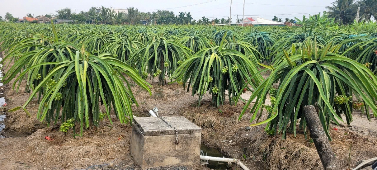2 người tại Đồng Tháp tử vong do kích cá và sơ suất khi dùng mô tơ bơm nước