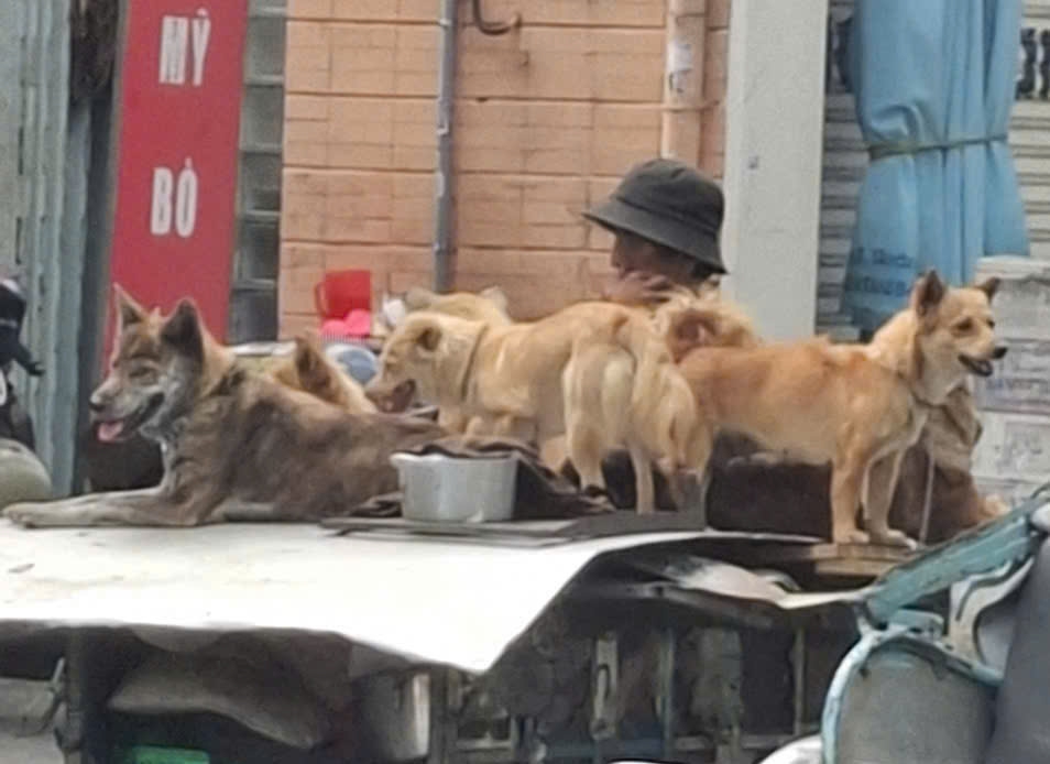 xuat hien 7 o dich benh dai tren dan cho o Dong thap hinh anh 1