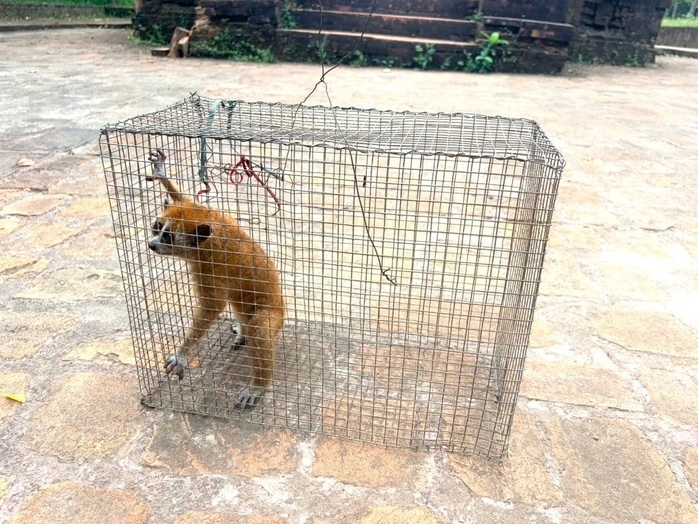 rare pygmy slow loris released back into the wild picture 1