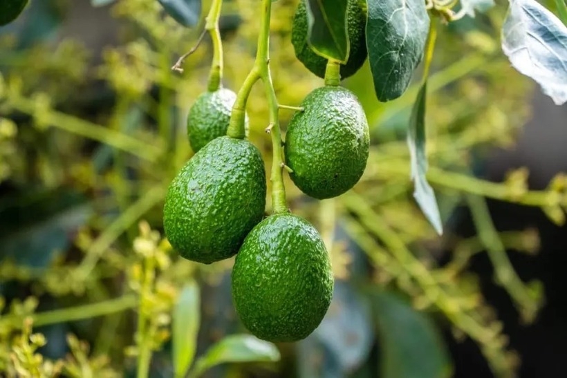 loai qua viet beo ngay, thom ngon an hang ngay bo khong kem nhan sam, to yen hinh anh 1