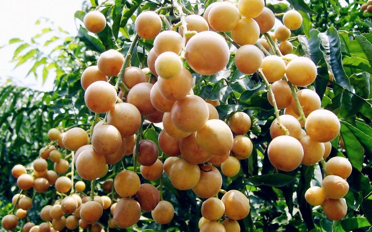 vi thuoc da nang viet nam co cuc nhieu, tuong an cho vui mieng lai sieu bo duong hinh anh 1