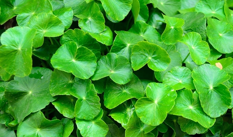 mua he nen an gi nhung loai rau vua mat co the vua tot cho than hinh anh 1