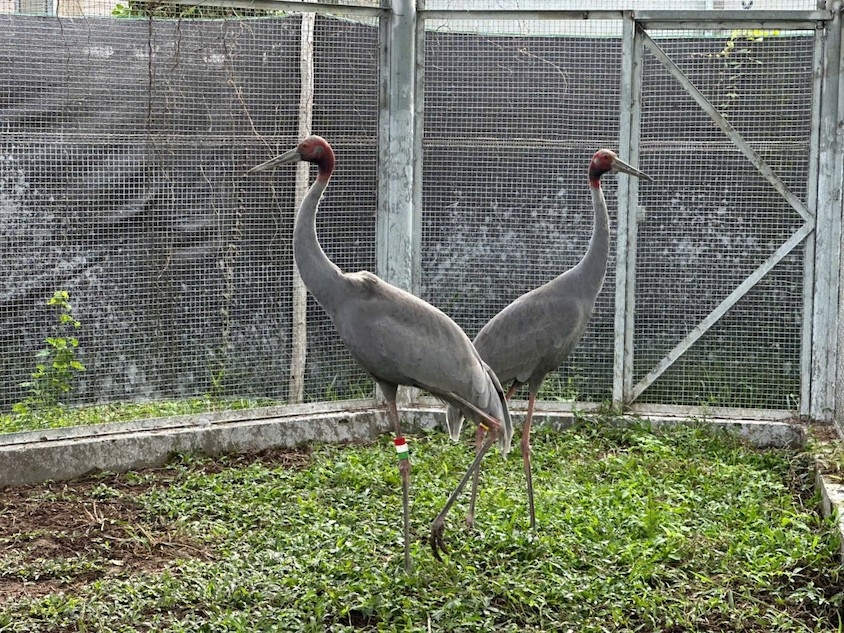 tram chim national park to receive six more sarus cranes from thailand picture 1