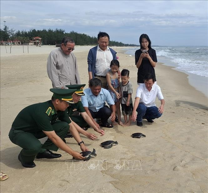 3 chu rua bien quy hiem mac luoi ngu dan quang tri duoc tha ve dai duong hinh anh 1