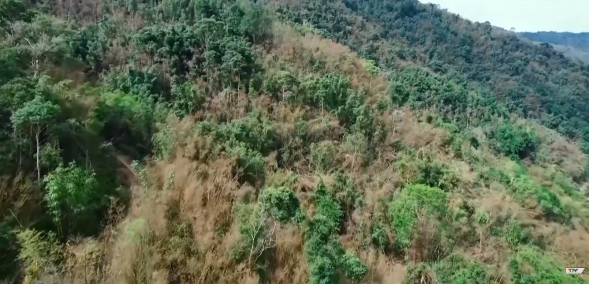 gan 10.000 ha rung vau bi chet, nguoi dan thanh hoa khap kho khan hinh anh 4