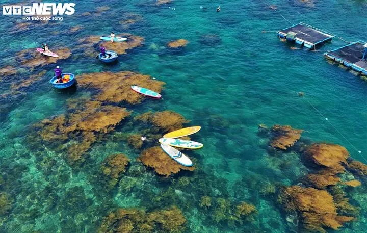 golden seaweed season at hon kho a magical beauty beneath blue sea picture 5