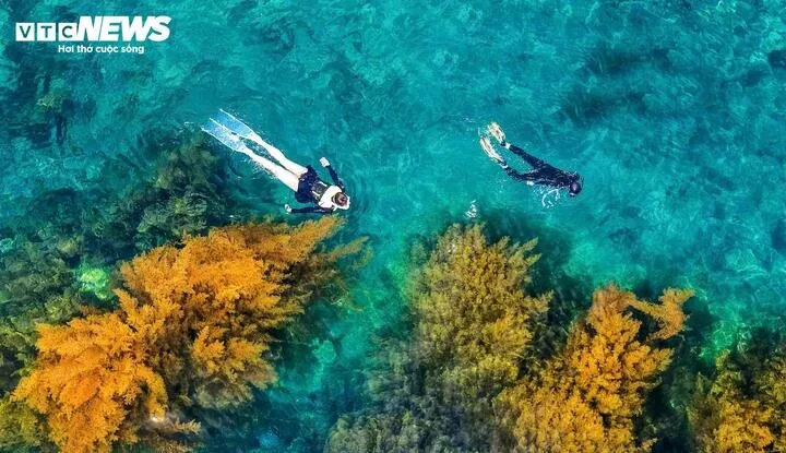 golden seaweed season at hon kho a magical beauty beneath blue sea picture 6