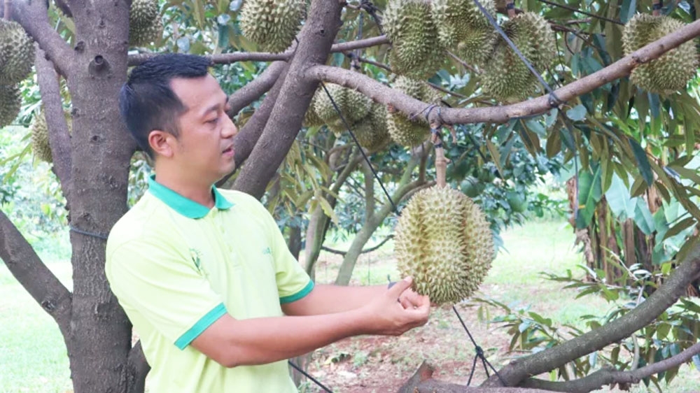 Nhà vườn Đồng Nai lạc quan chờ vụ sầu riêng sạch