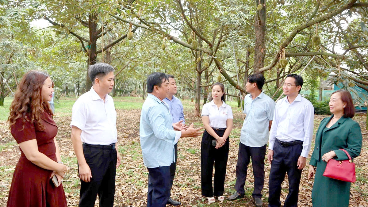 nha vuon Dong nai lac quan cho vu sau rieng sach hinh anh 4