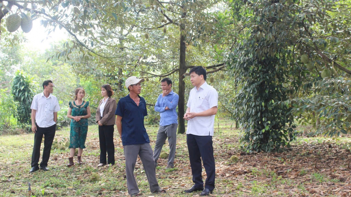 nha vuon Dong nai lac quan cho vu sau rieng sach hinh anh 5