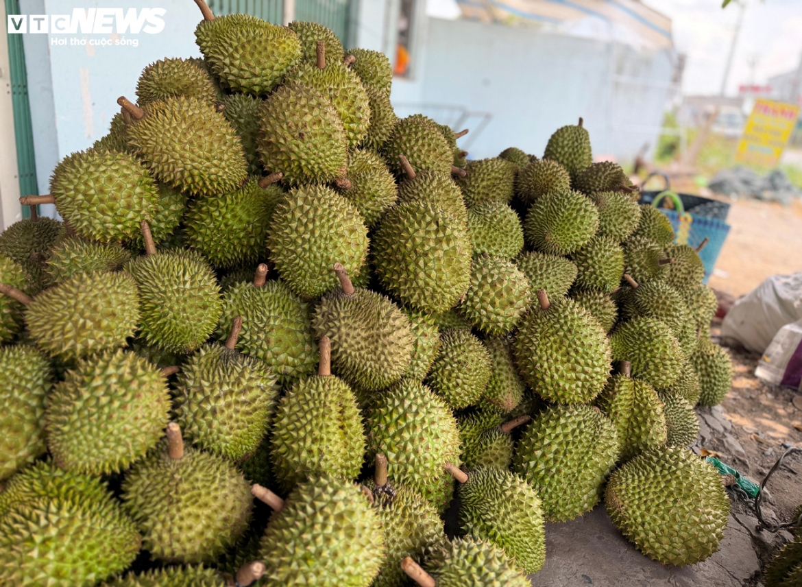 nhiem cadimi lo hong ky thuat hay hoi chuong canh bao voi nganh sau rieng hinh anh 1