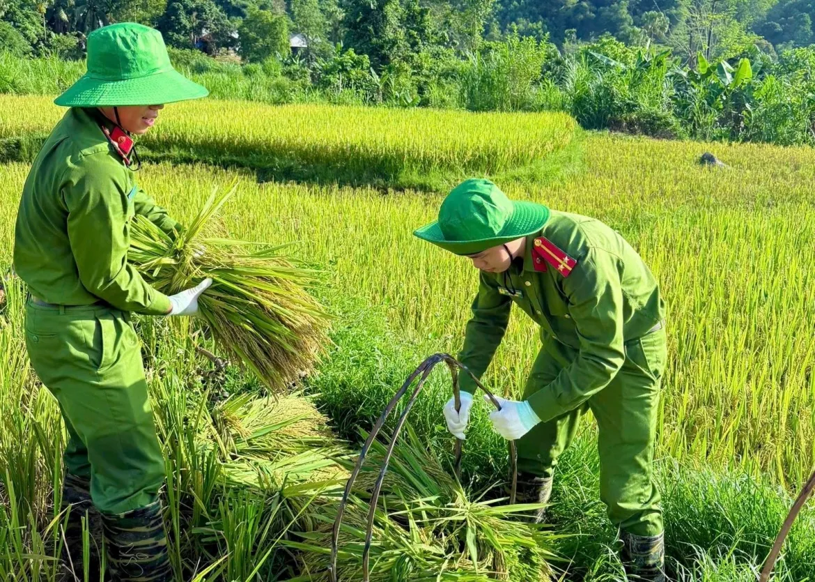 cong an xa xuong dong giup dan thu hoach lua tai thanh hoa hinh anh 9