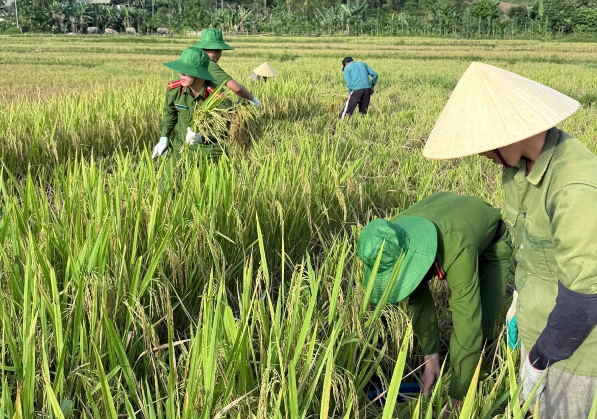 cong an xa xuong dong giup dan thu hoach lua tai thanh hoa hinh anh 10
