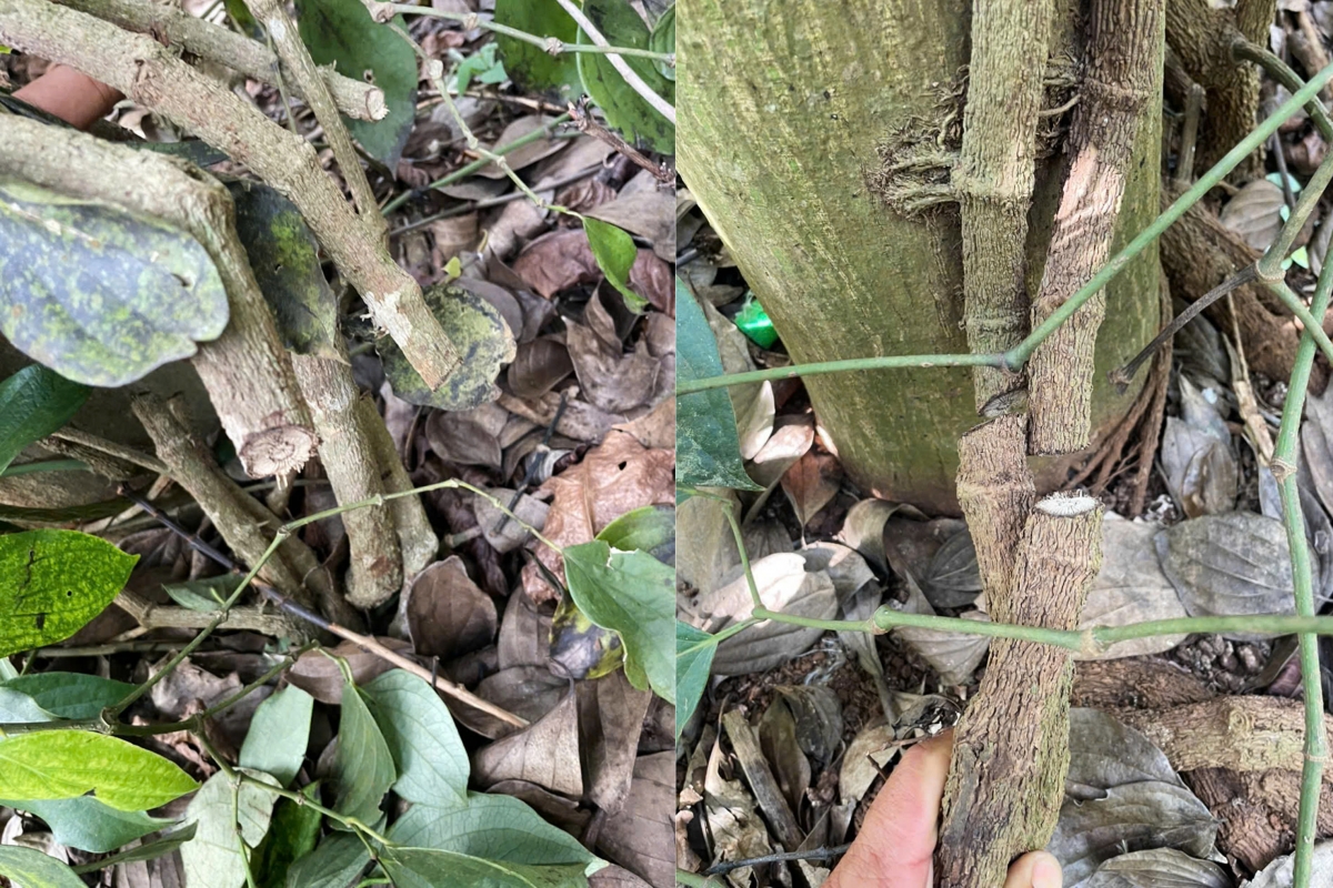 Dieu tra vu pha hoai vuon ho tieu tien ty o Dak lak hinh anh 2