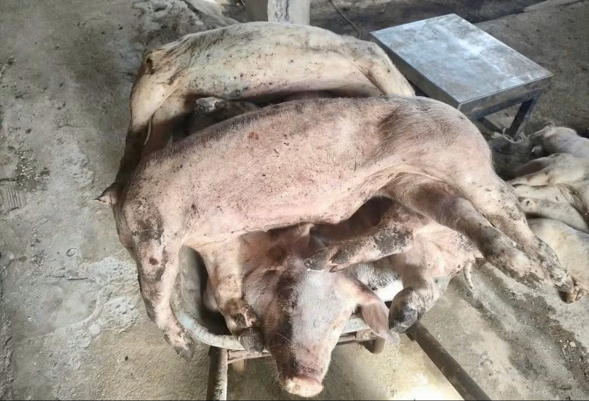 dich ta chau phi bung phat tro lai, lam Dong tieu huy gan 10.000 con lon hinh anh 1