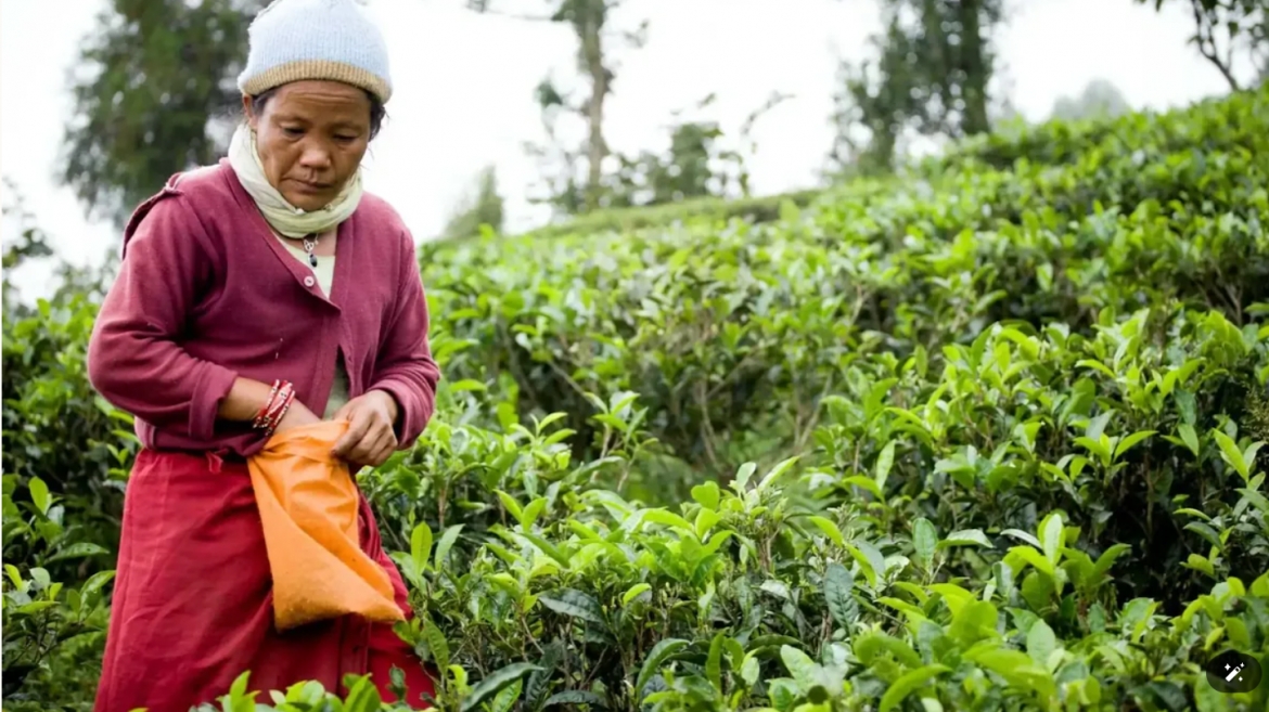 Ấn Độ siết kiểm tra chất lượng, 60.000 lao động ngành chè Nepal mất việc