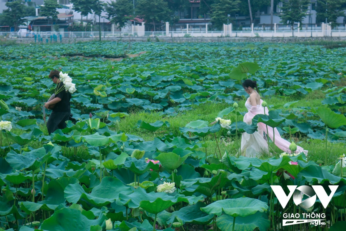 mua sen trong tiem thuc cua nguoi ha noi hinh anh 10