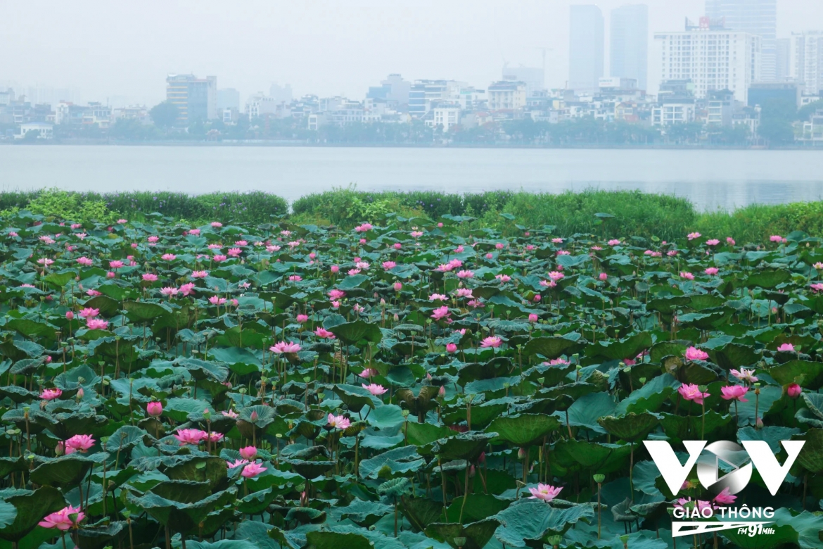 mua sen trong tiem thuc cua nguoi ha noi hinh anh 2
