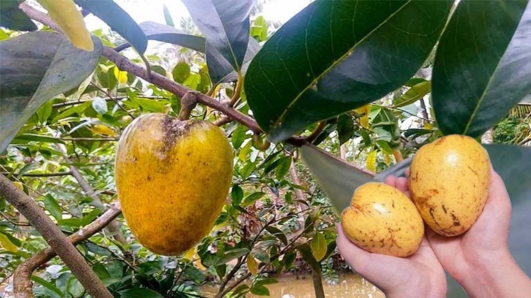 Loại trái mọc dại ven bờ kênh lại có giá lên tới 80.000 đồng/kg