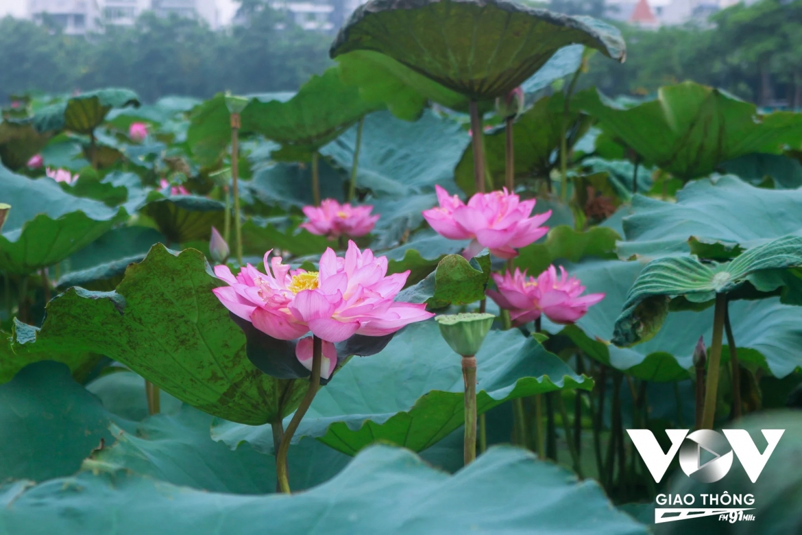 mua sen trong tiem thuc cua nguoi ha noi hinh anh 3