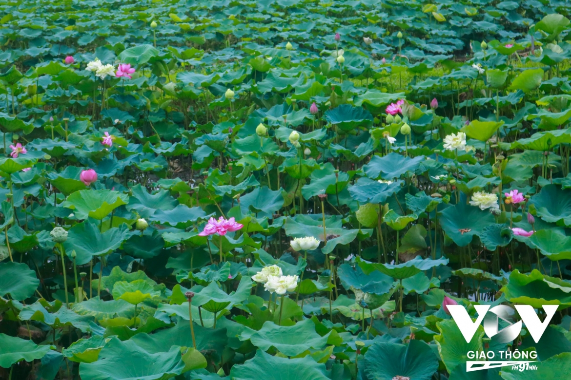 mua sen trong tiem thuc cua nguoi ha noi hinh anh 5