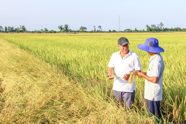 Vĩnh Long đẩy mạnh chuyển đổi xanh trong nông nghiệp