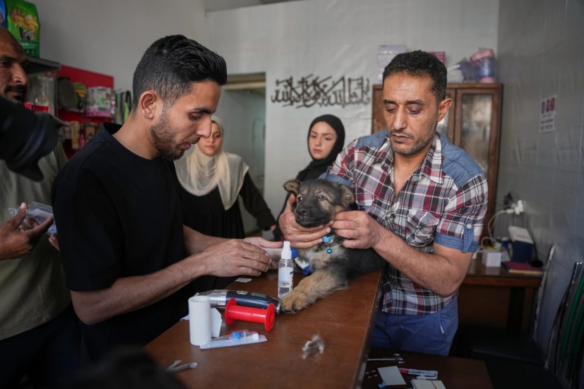 noi hiem hoi chua benh cho thu cung giua lan bom dan gaza hinh anh 7