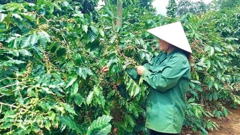 vietnam speeds up 2020 forest map to support compliance with eudr picture 1