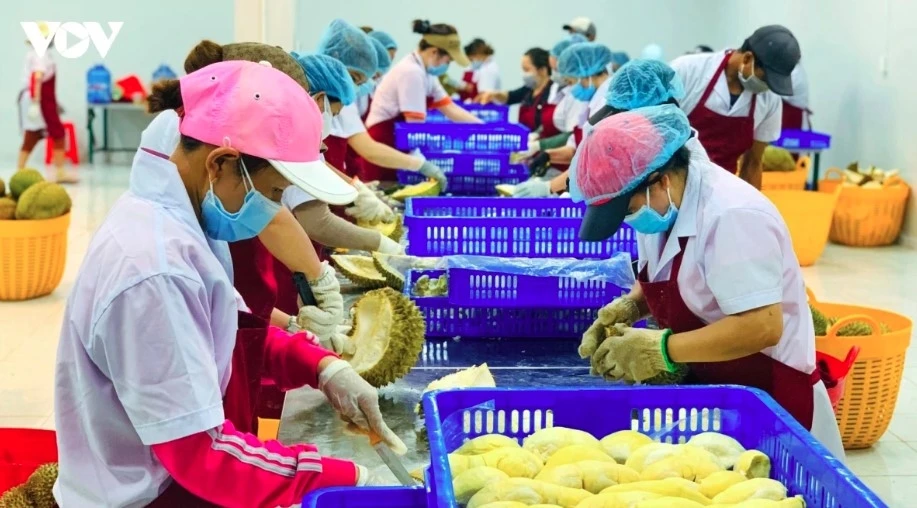 agro-forestry-fisheries exports rise over 9 in five months picture 1