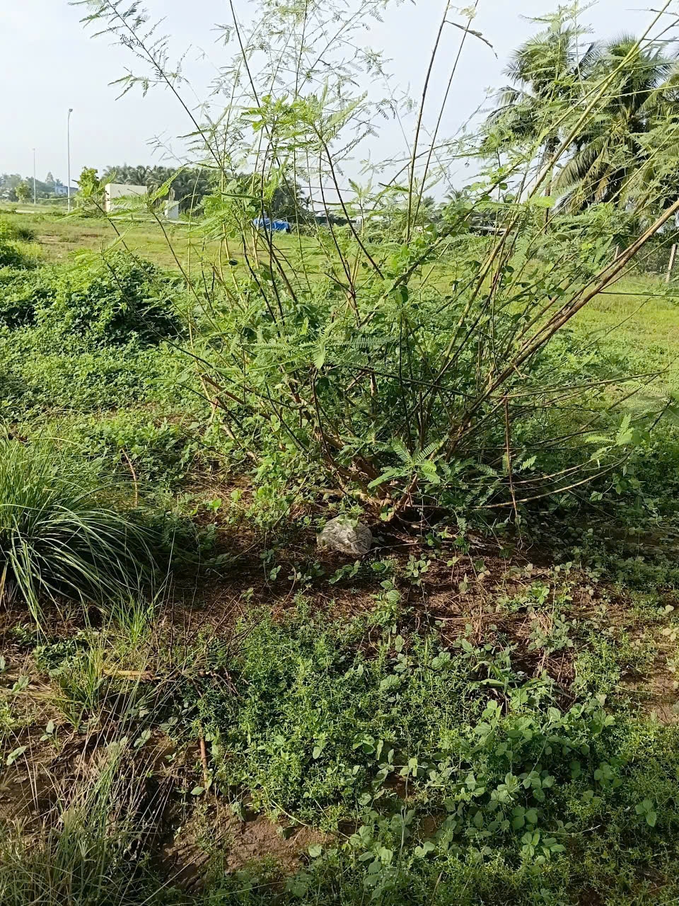 Dong thap khu tai dinh cu hoan thanh gan mot nam, nguoi dan van cho ngay an cu hinh anh 2