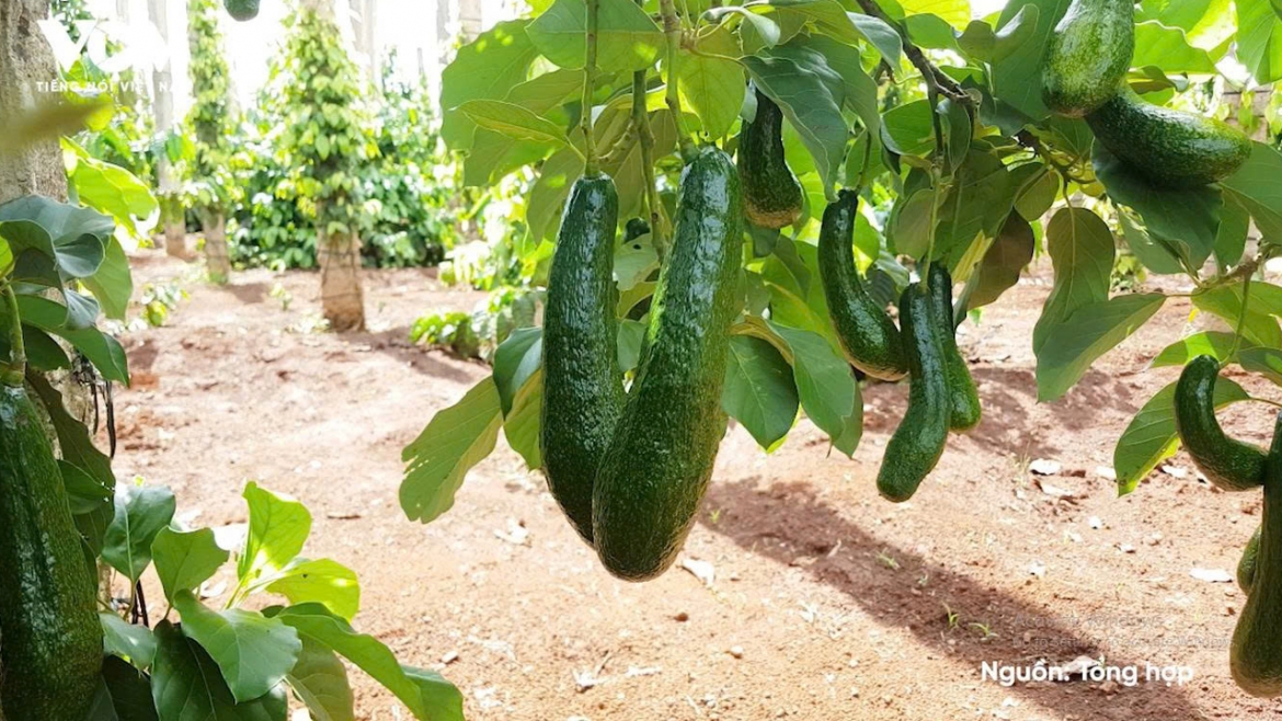 Bơ 034 rớt giá chạm đáy: Từ “trái vàng” thành hàng giá rẻ, nông dân lao đao