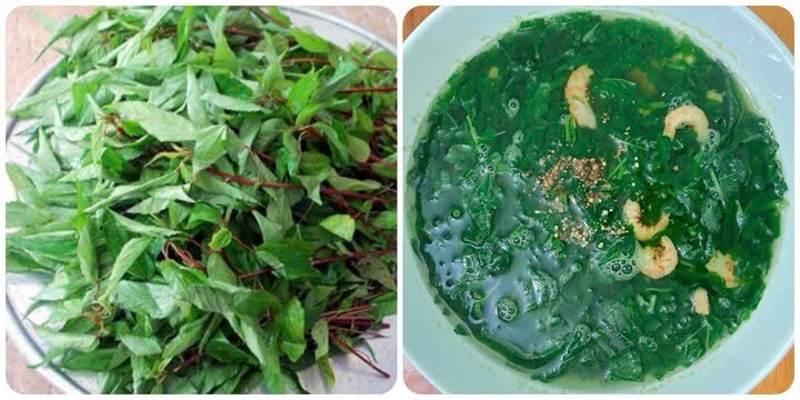 Ăn rau đay thường xuyên có tác dụng gì?