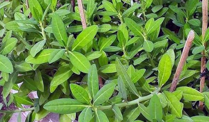 Cây thạch anh có gì đặc biệt mà được dân gian sử dụng làm thuốc từ lâu?
