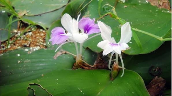 cay thuoc quy khong trong van moc tu nhien, biet dung suc khoe lien tuc thang hang hinh anh 1