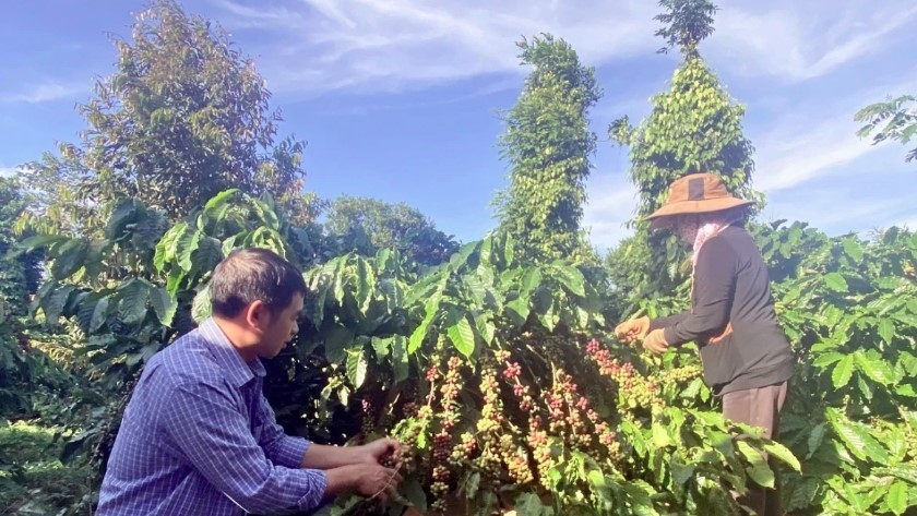 coffee enterprises of vietnam and china promote cross-border value chain picture 2