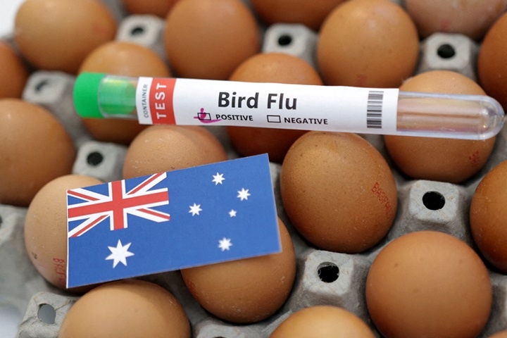 virus cum gia cam h5 lan dau xuat hien tai luc dia australia hinh anh 1