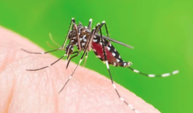 dengue cases rise, outbreaks become more unpredictable picture 1