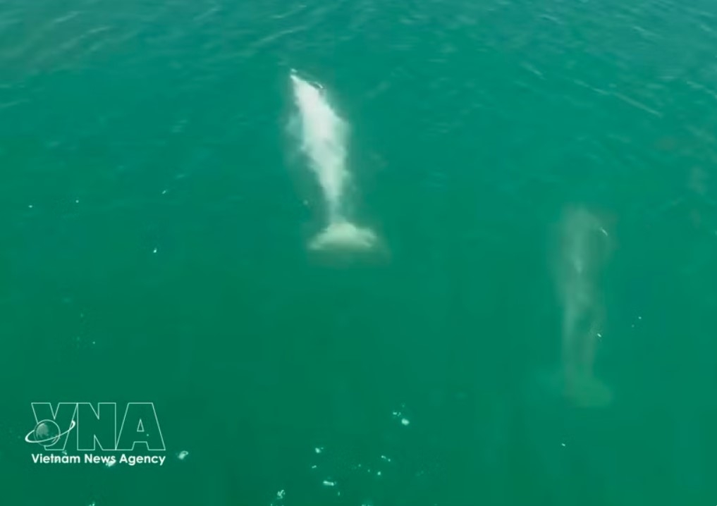 large dolphins spotted near shore off cai chien island picture 1