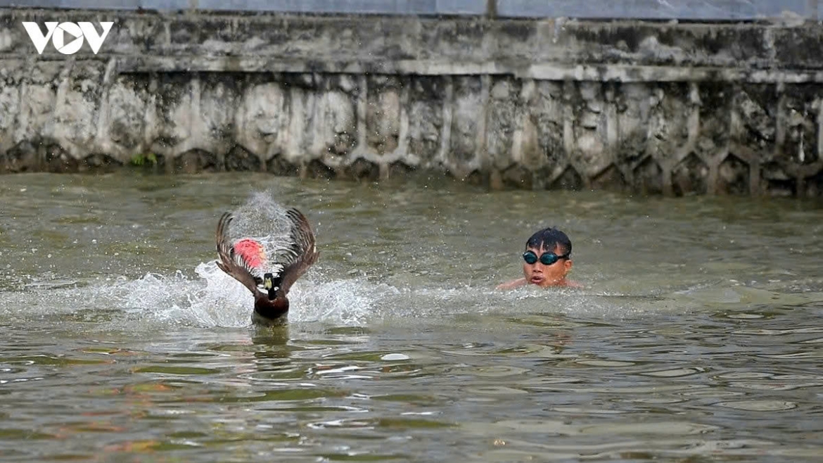 duck-catching contest livens up hanoi s chem communial house festival picture 8