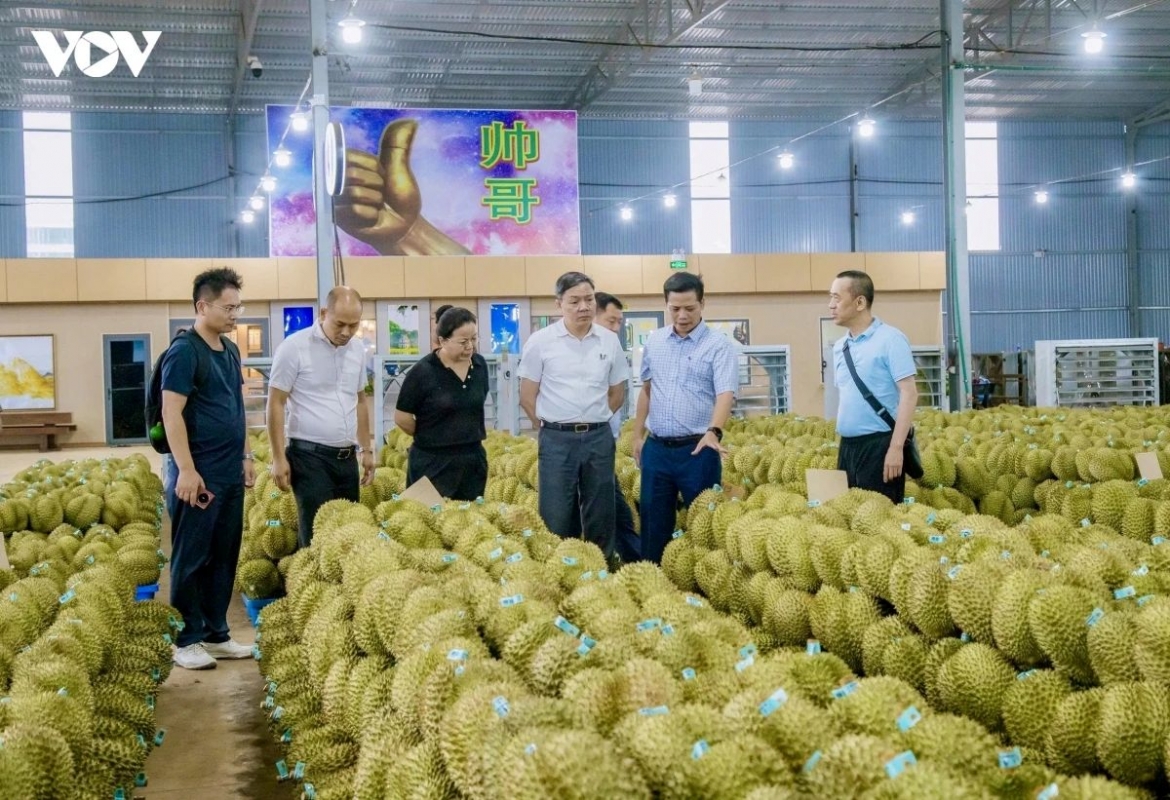  green lane mechanism to boost central highlands durian exports picture 3