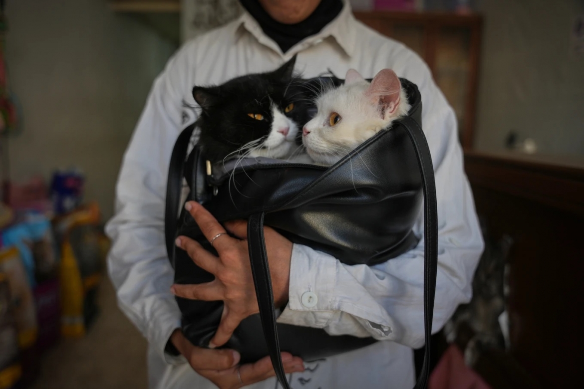noi hiem hoi chua benh cho thu cung giua lan bom dan gaza hinh anh 1