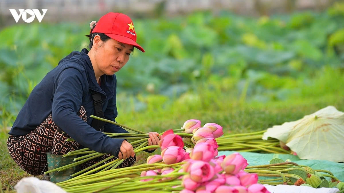 hanoi lotus festival 2026 honors quang an s traditional lotus-scented tea craft picture 9