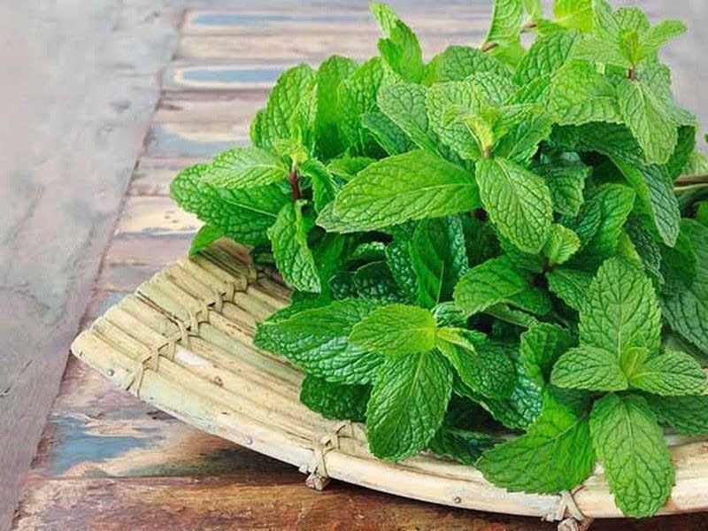 cay thuoc da nang an vao cay te, the mat, gia re beo lai bo duong du duong hinh anh 1