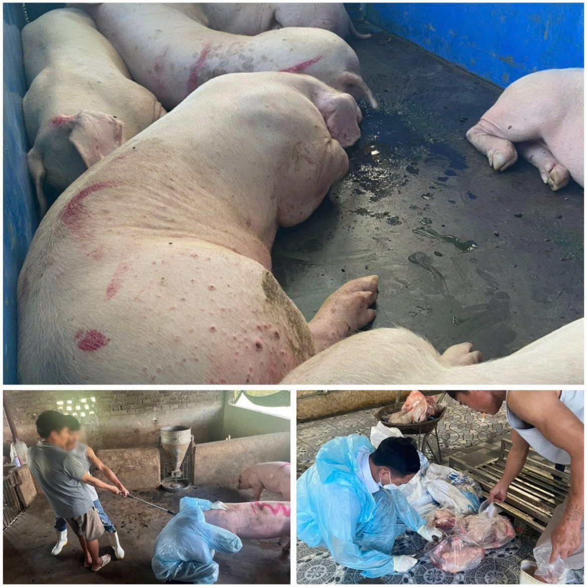 thanh hoa khoi to 4 doi tuong mua ban, tieu thu lon nhiem dich ta lon chau phi hinh anh 1