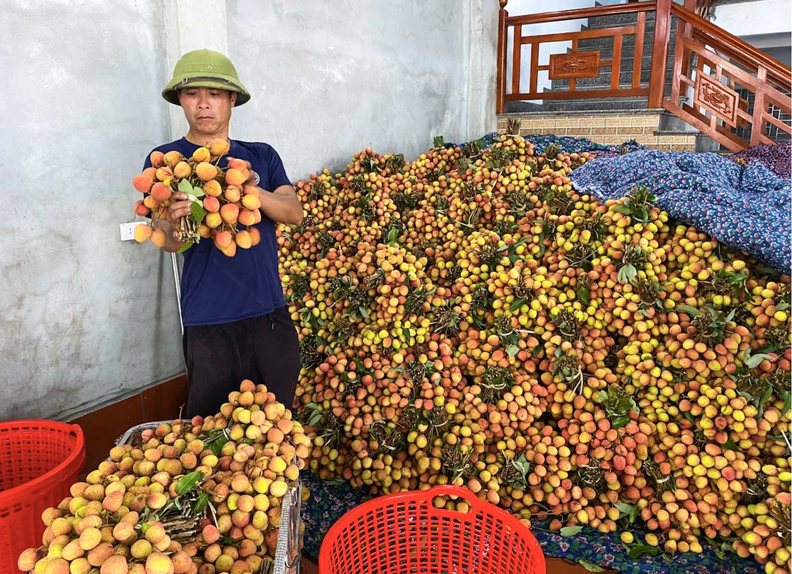 Bac Ninh to elevate lychee to premium-brand product