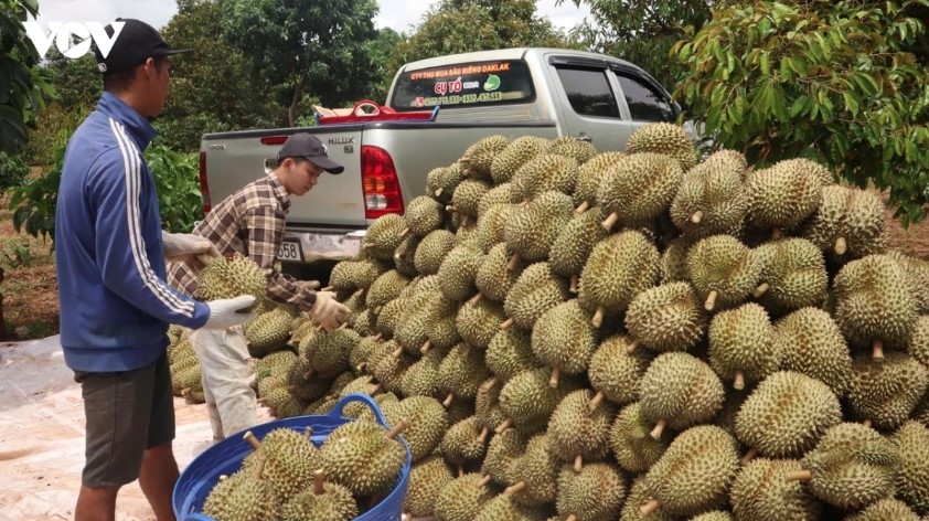 market connectivity boosts vietnamese fruit exports to china picture 2