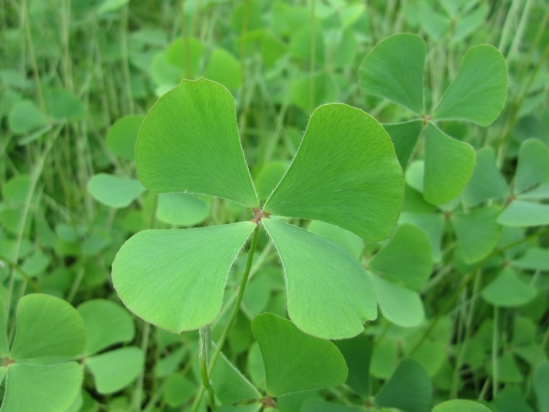 It ai ngo loai co moc hoang nay lai mang den nhieu loi ich cho suc khoe hinh anh 1