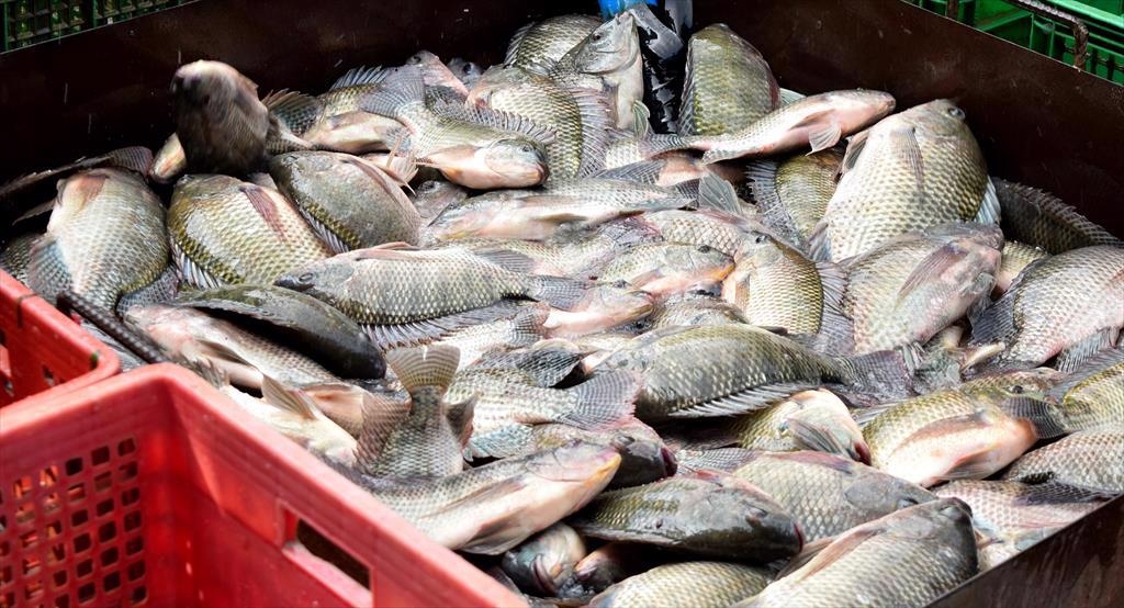 five-month tilapia exports double even as risks rise in key markets picture 1