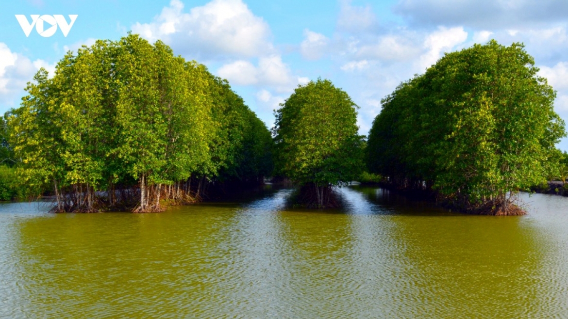 ca mau ban hanh quy dinh ve khung gia rung hinh anh 1